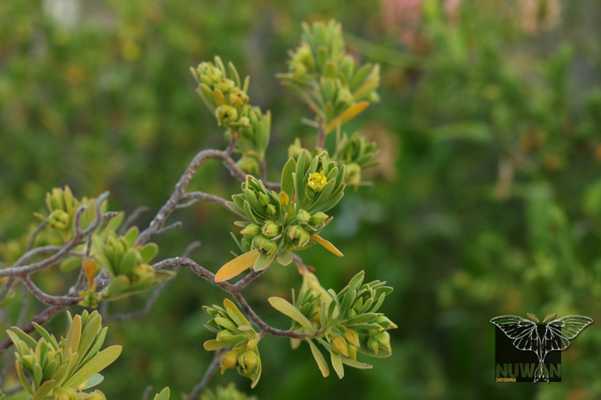 Suriana maritima L.